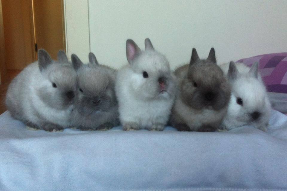 Bunnyatas Stud - Netherland Dwarf Rabbits Australia