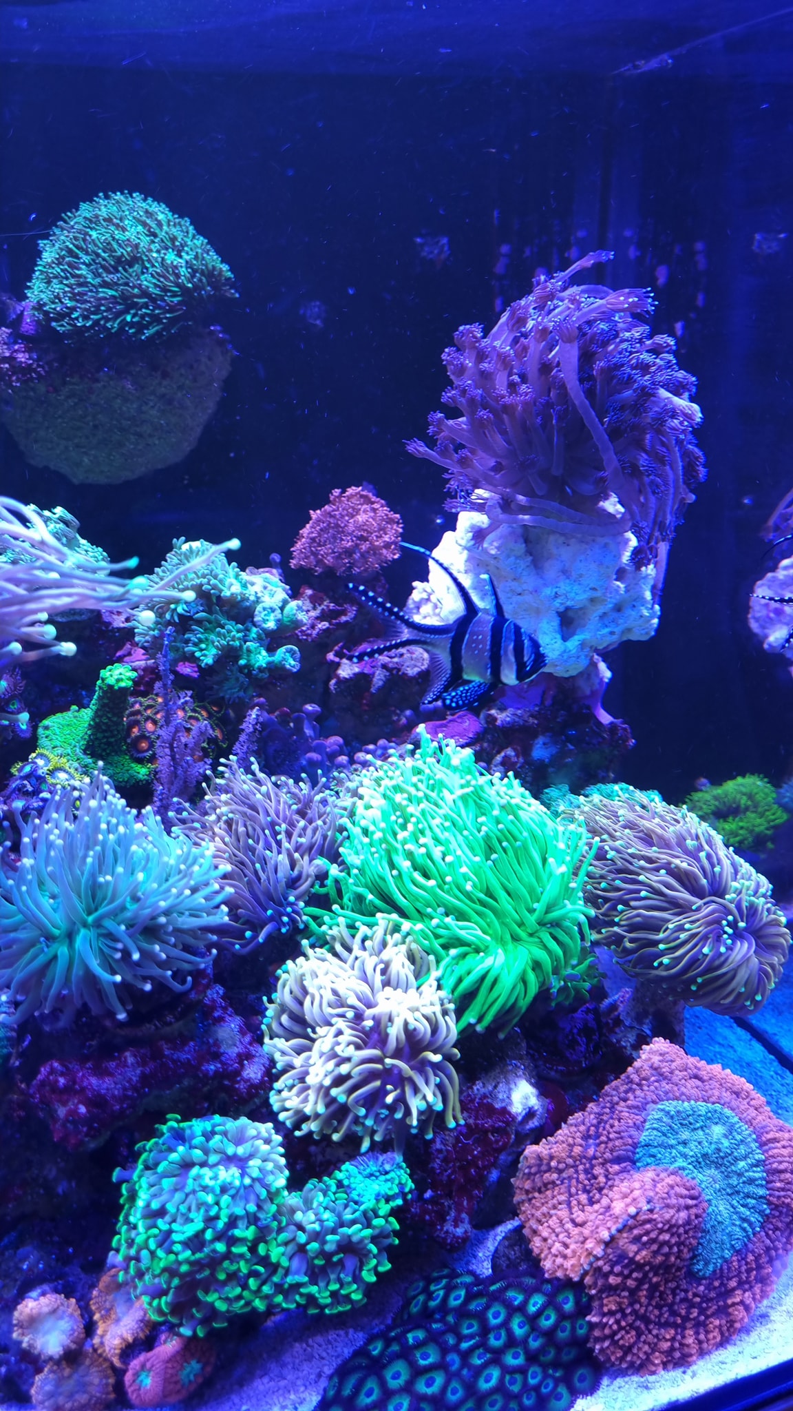 We love Aquatics - ARKA Aquatics Community | Gestern kamen zum Arka ...
