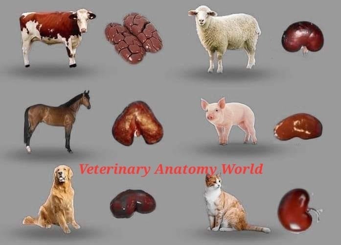 Kidney of different animals - Veterinary Anatomy World | Facebook