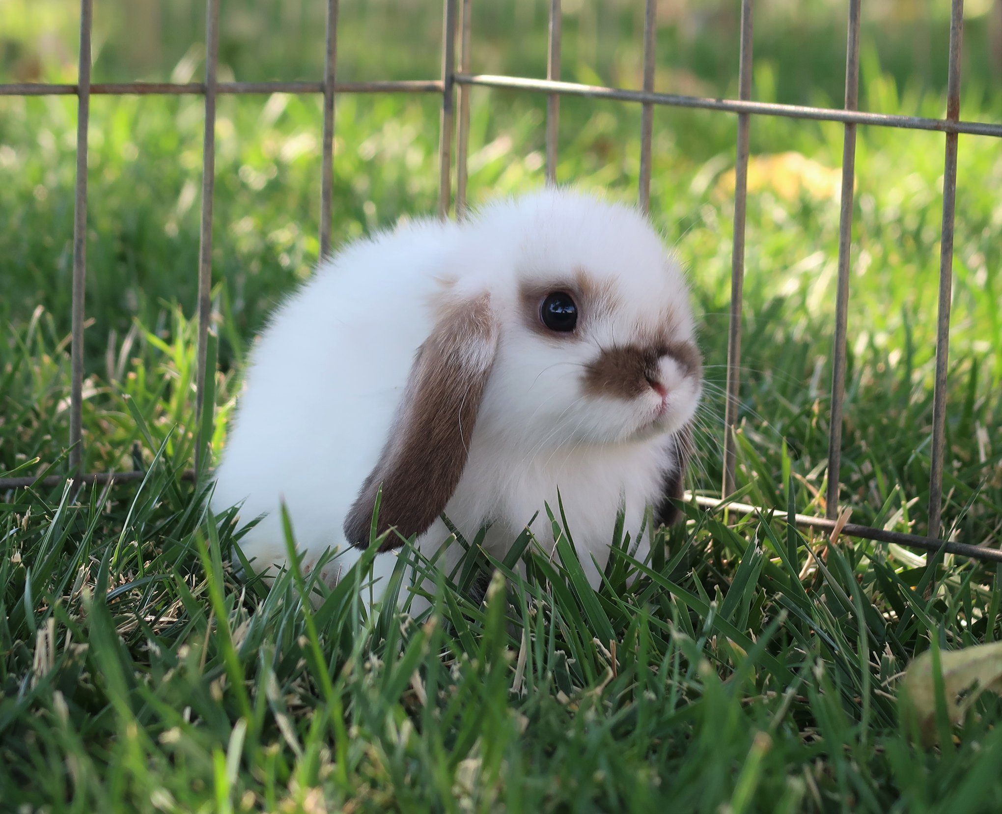 Pride and Joy Rabbitry