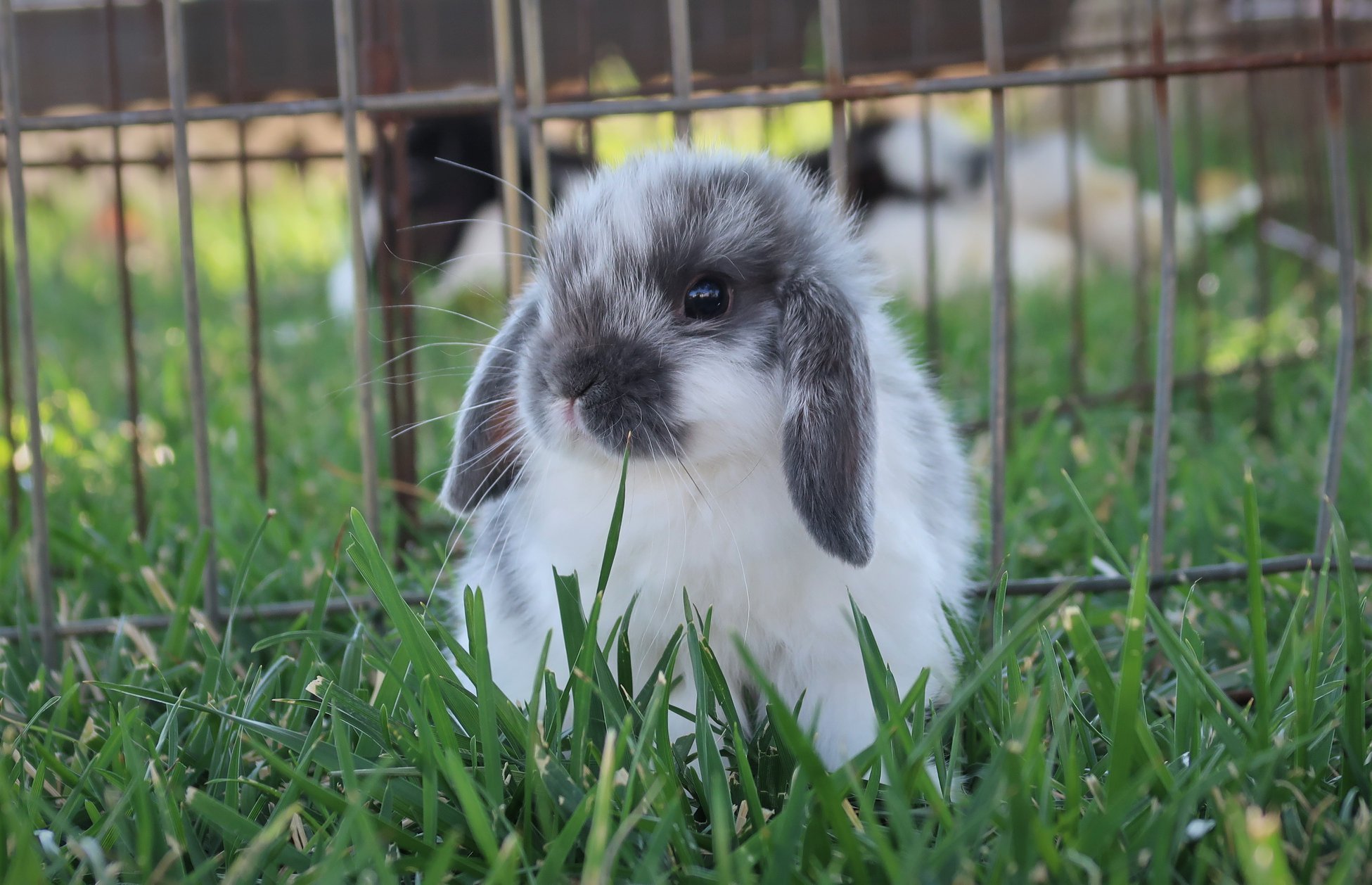 Pride and Joy Rabbitry