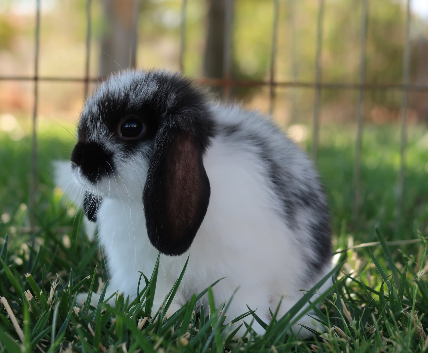 Pride and Joy Rabbitry