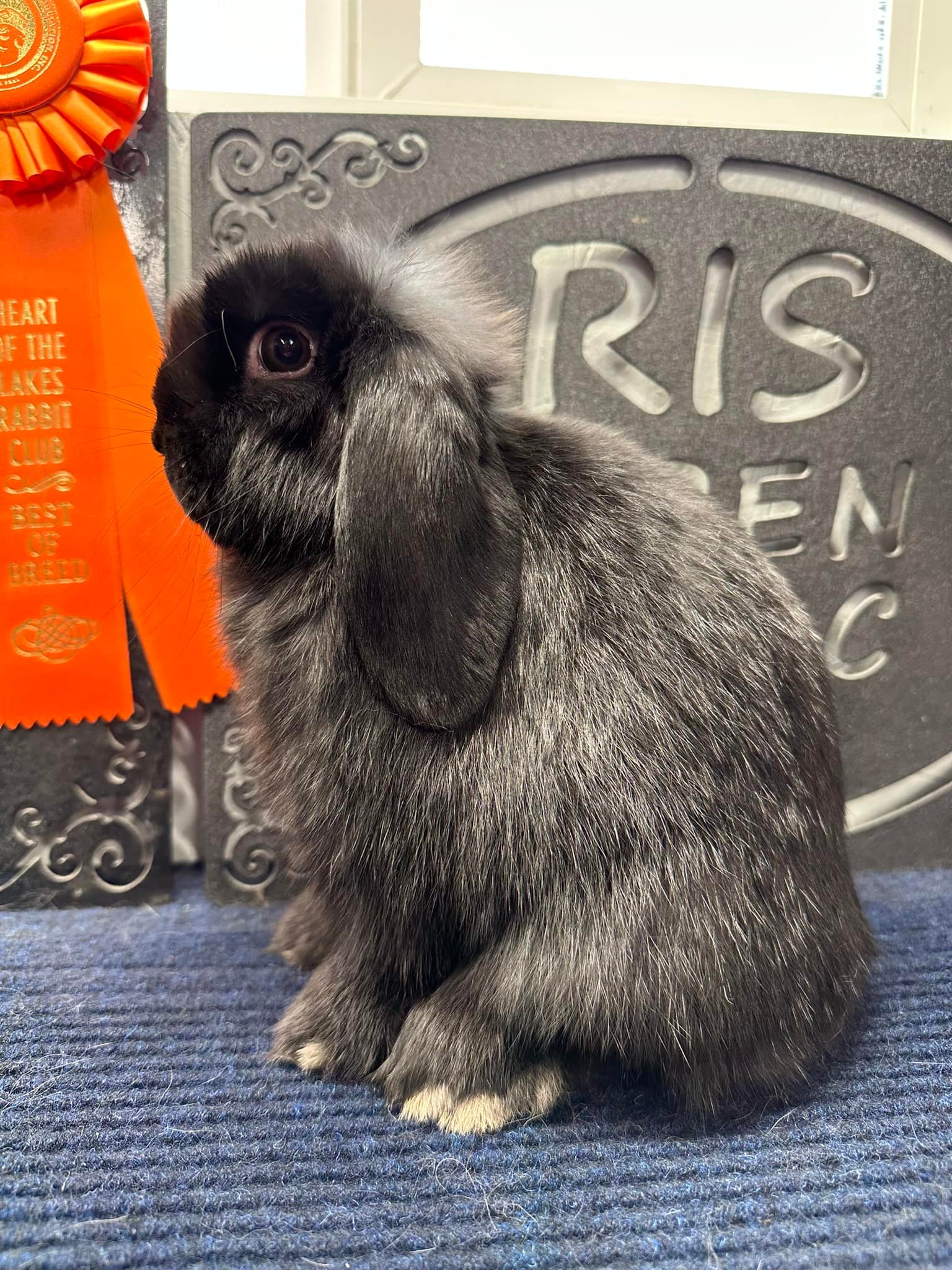 Prairieland Rabbitry | Wahpeton ND