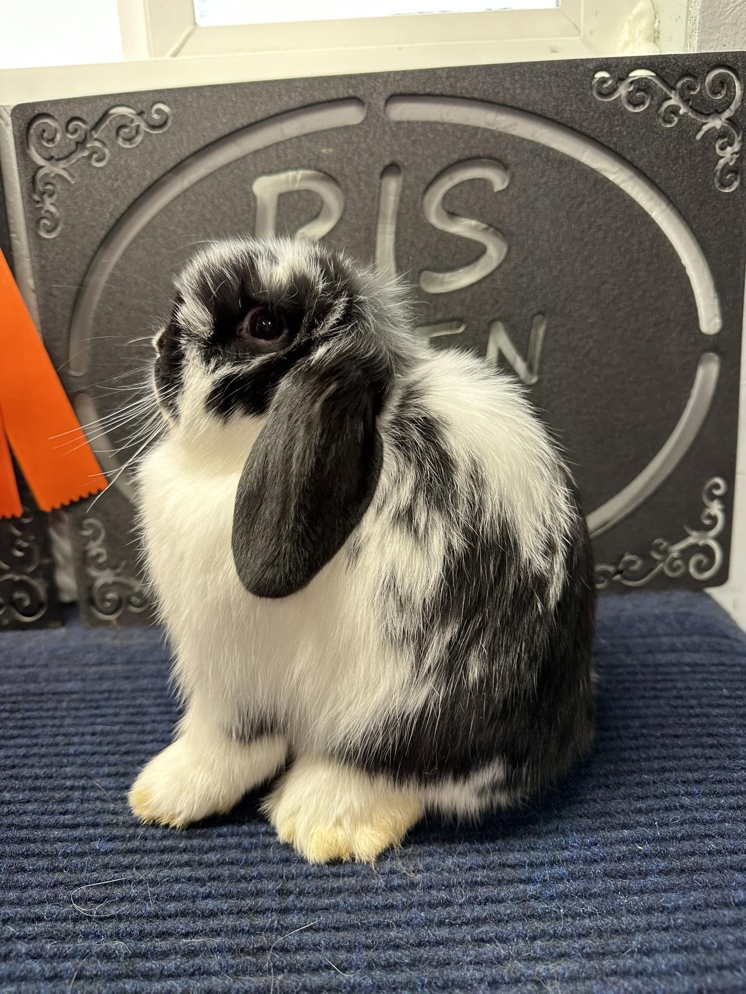 Prairieland Rabbitry | Wahpeton ND