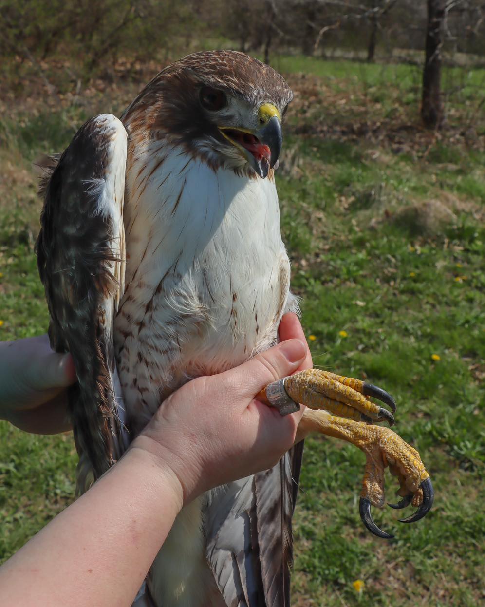 A Red-tailed Hawk who’s spent... - Illinois Raptor Center
