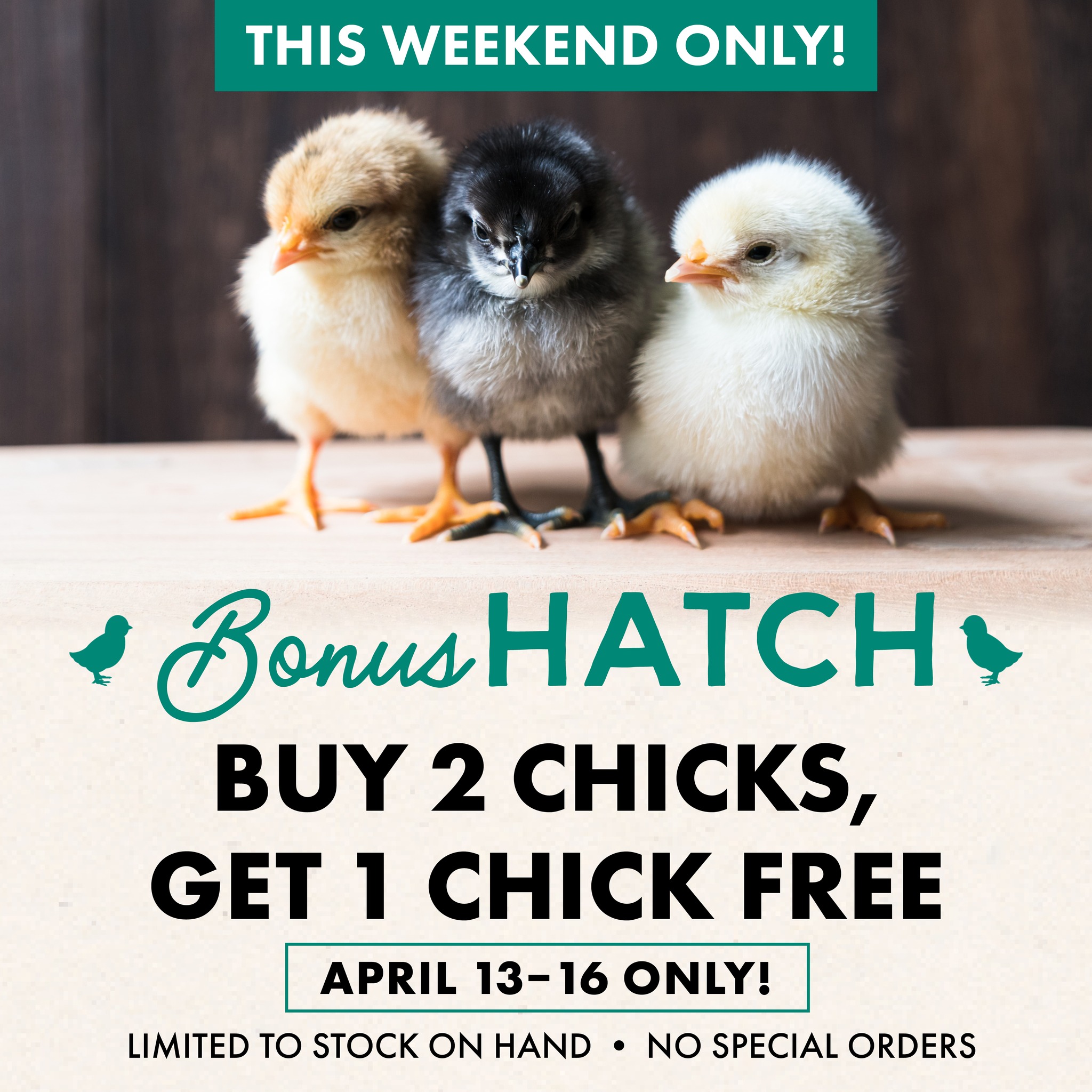 Chicks, ducklings, and turkeys… OH... - C-A-L Ranch Stores