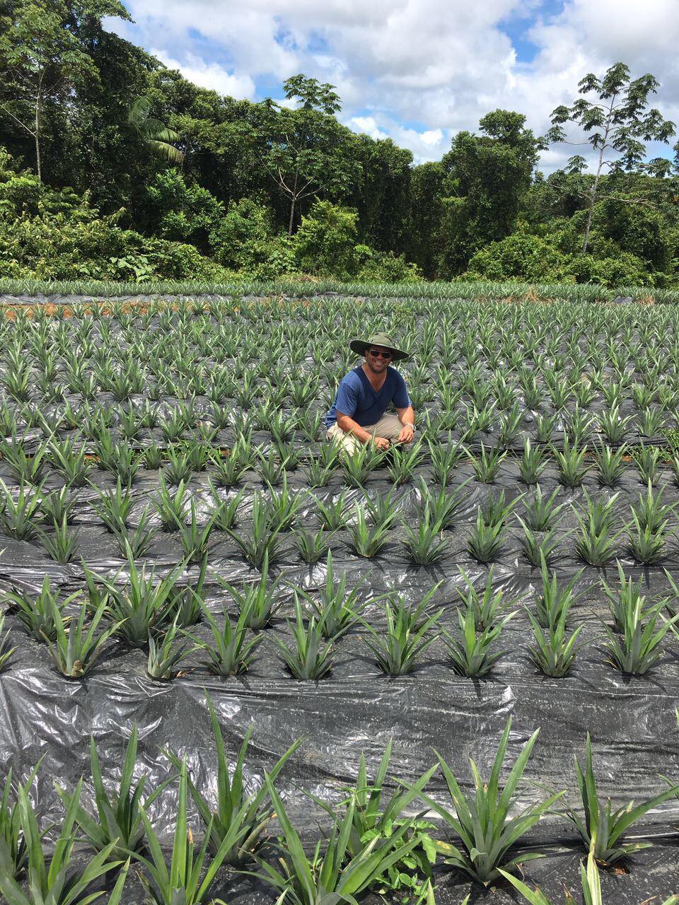 Agrícola La Danta: Producción de Piña Orgánica en Costa Rica | La Virgen