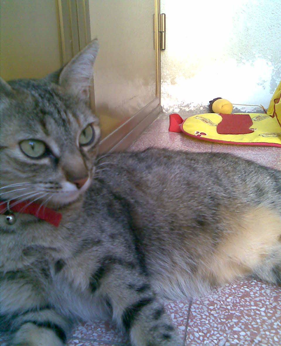Tuzzy una gattina randagina di un paio di anni, dalla forza e ...