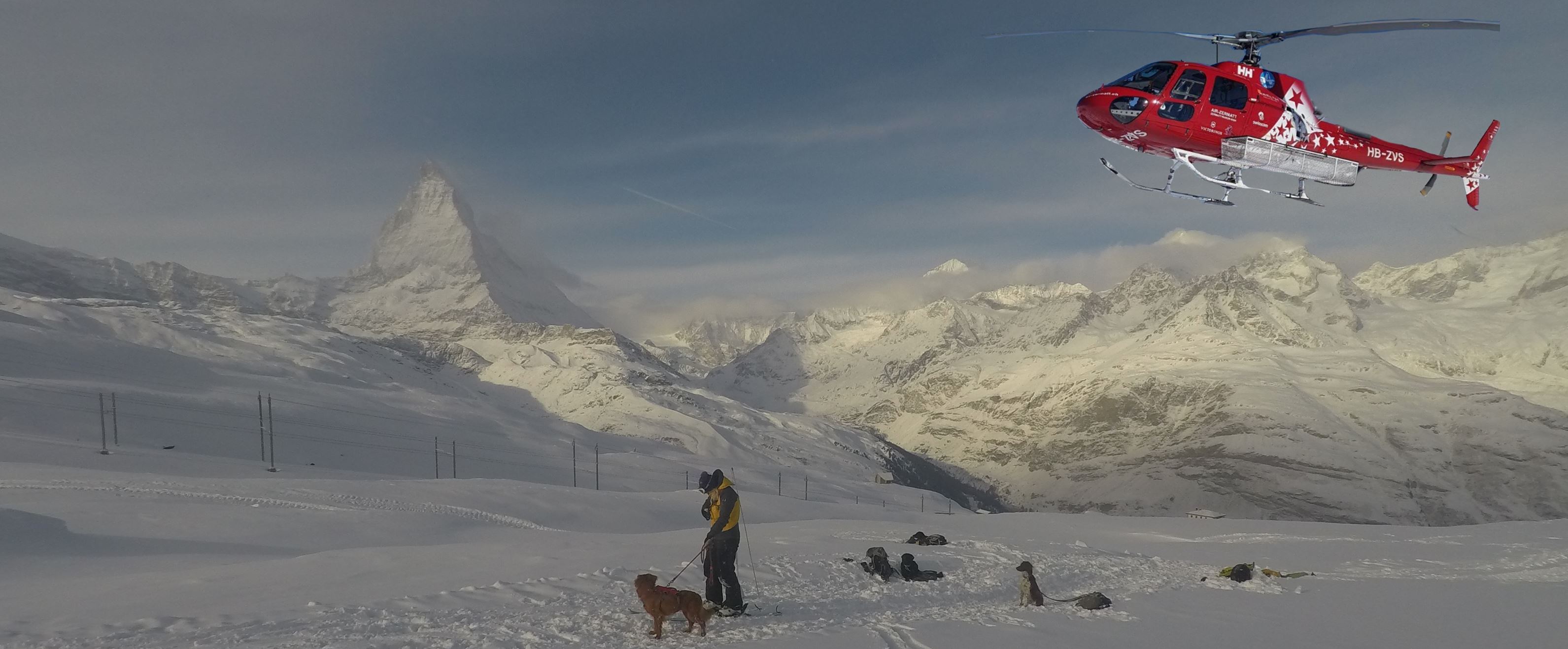Lawinenhunde Zermatt