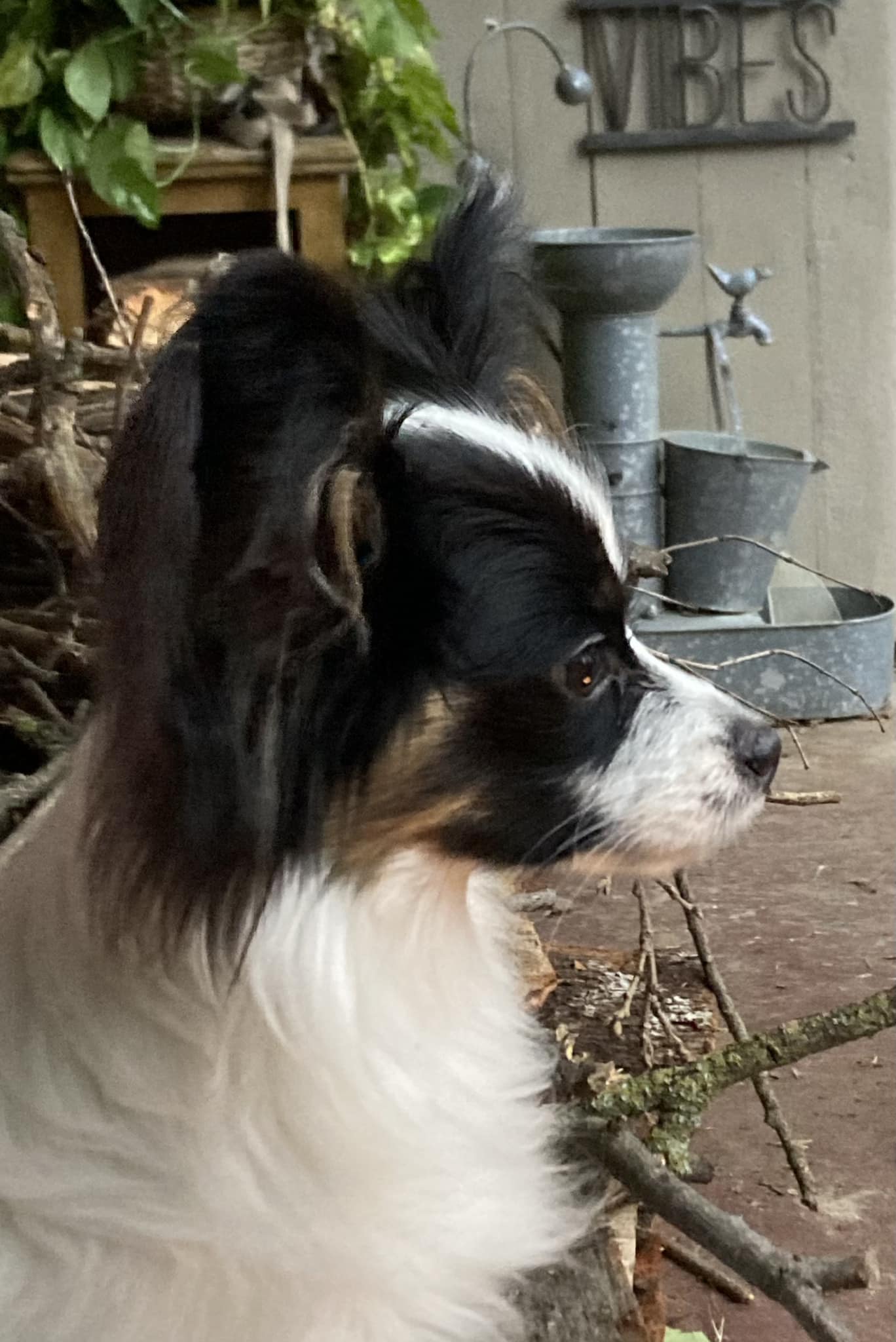 Papillon Club of Northern California | Facebook