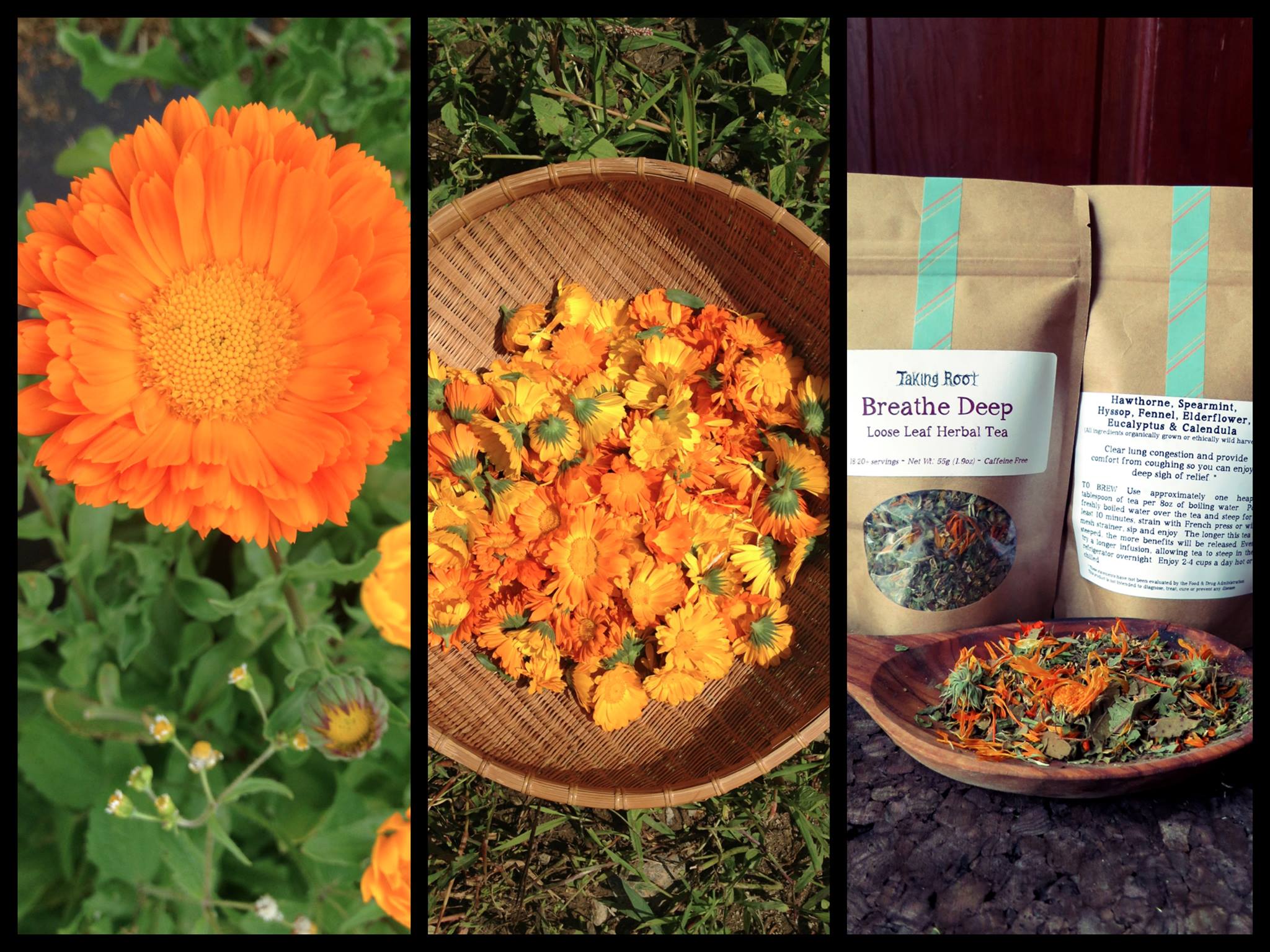 Taking Root Farm & Apothecary