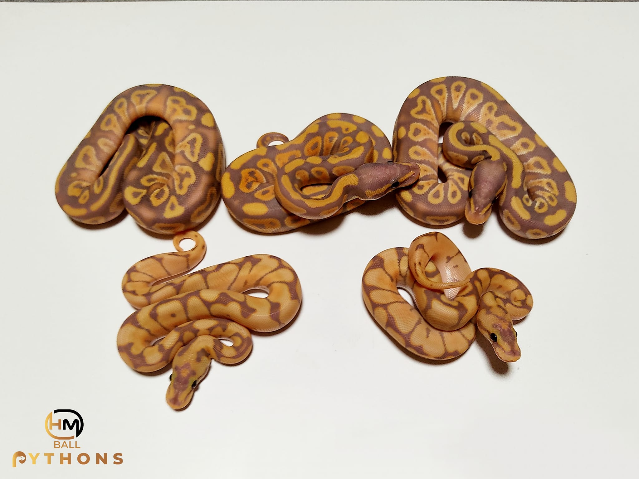 HM Ball Pythons-Királypiton