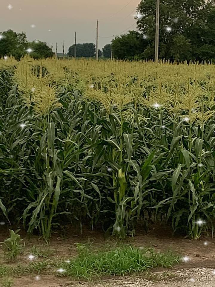 Romney Farms