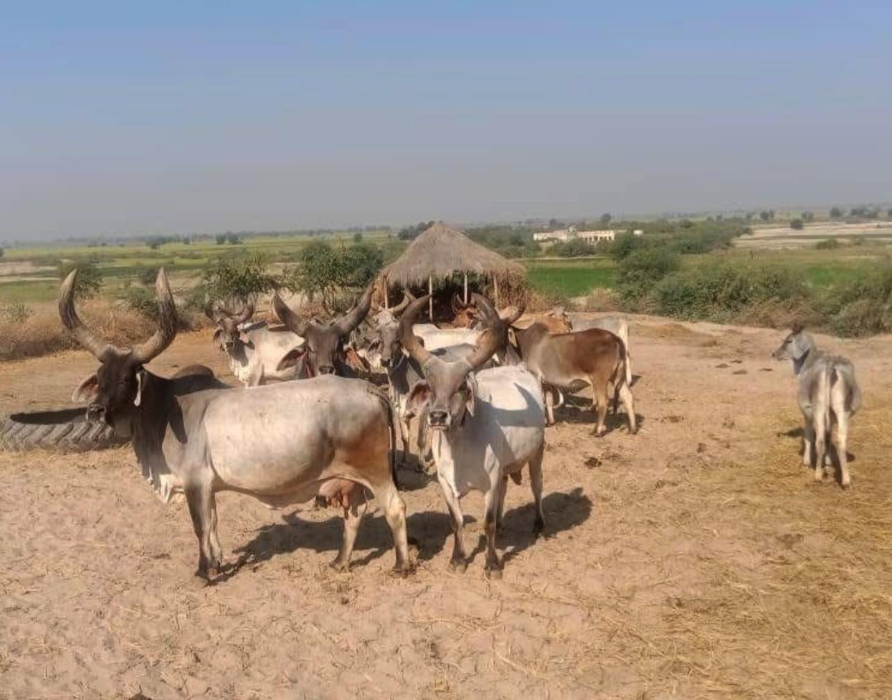 Arbab Farm Dodharo Tharparkar | Diplo