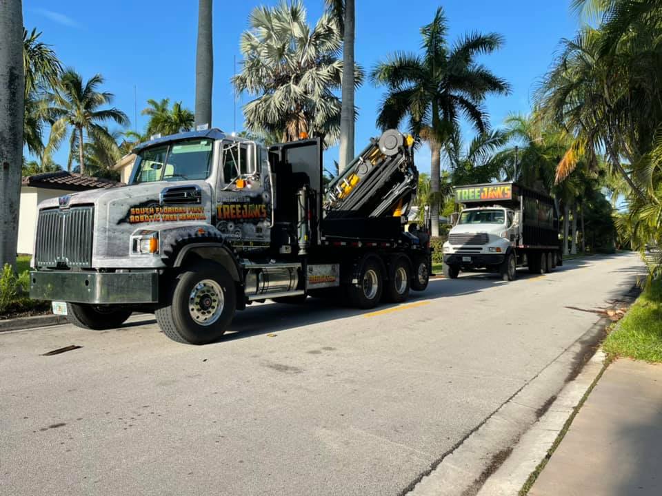 Tree Jaws | Fort Lauderdale FL