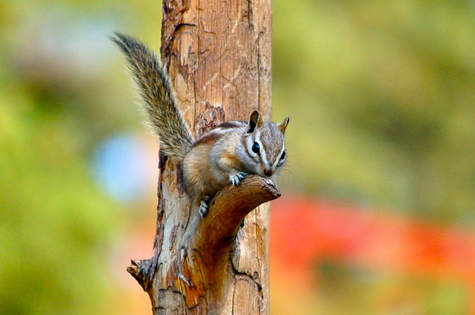Our Friends Over At Rocky Mountain Day Hikes Share ~ The Chipmunks Are ...