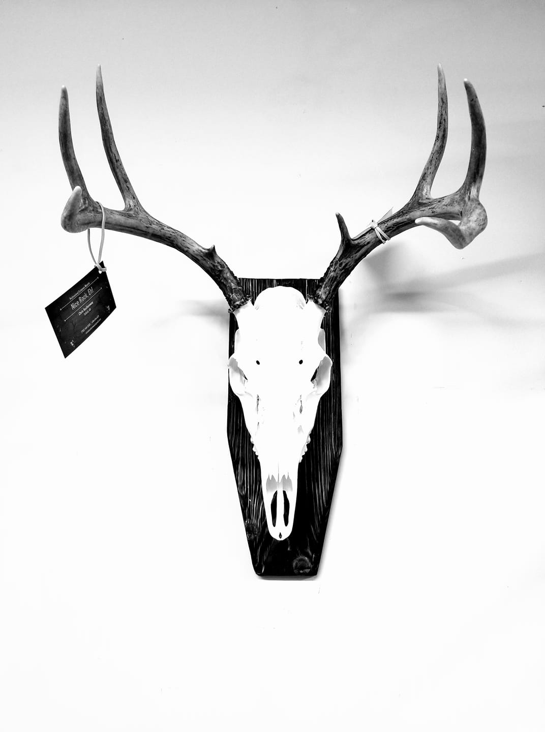 Nice Rack, Eh - Professional European Mounts | Tofield AB