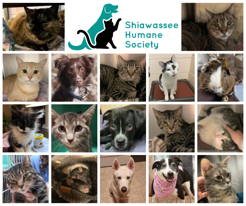 Shiawassee Humane Society Dogs | Owosso MI
