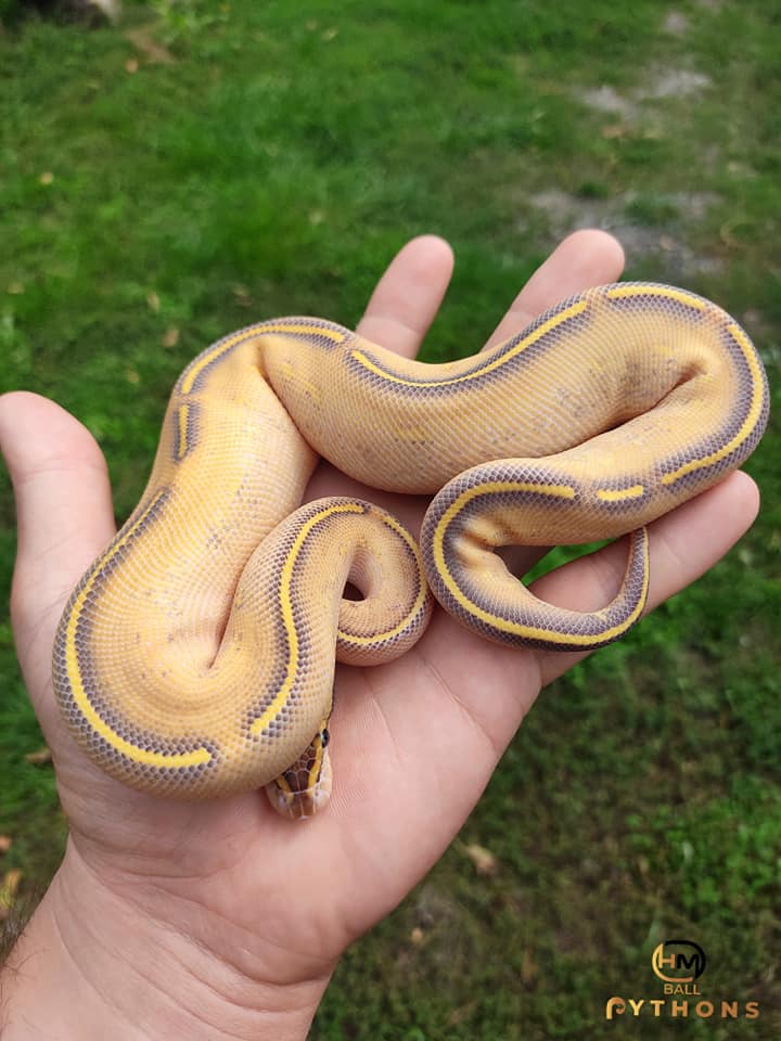 HM Ball Pythons-Királypiton