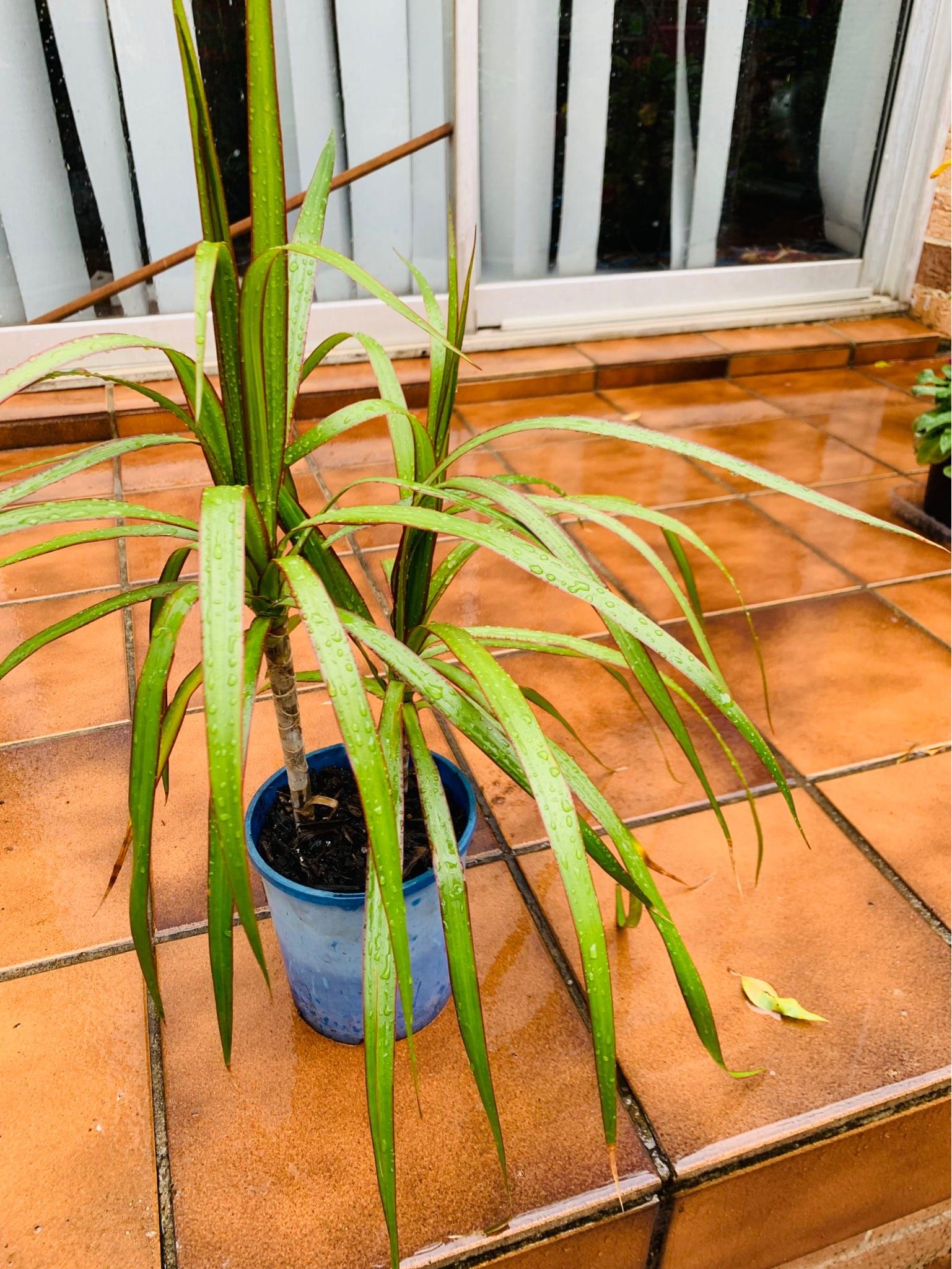 Palm Trees for sale in Sydney, Australia Facebook Marketplace