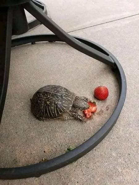 Fifty Shades Of Kindness | So, I have been seeing this box turtle ...