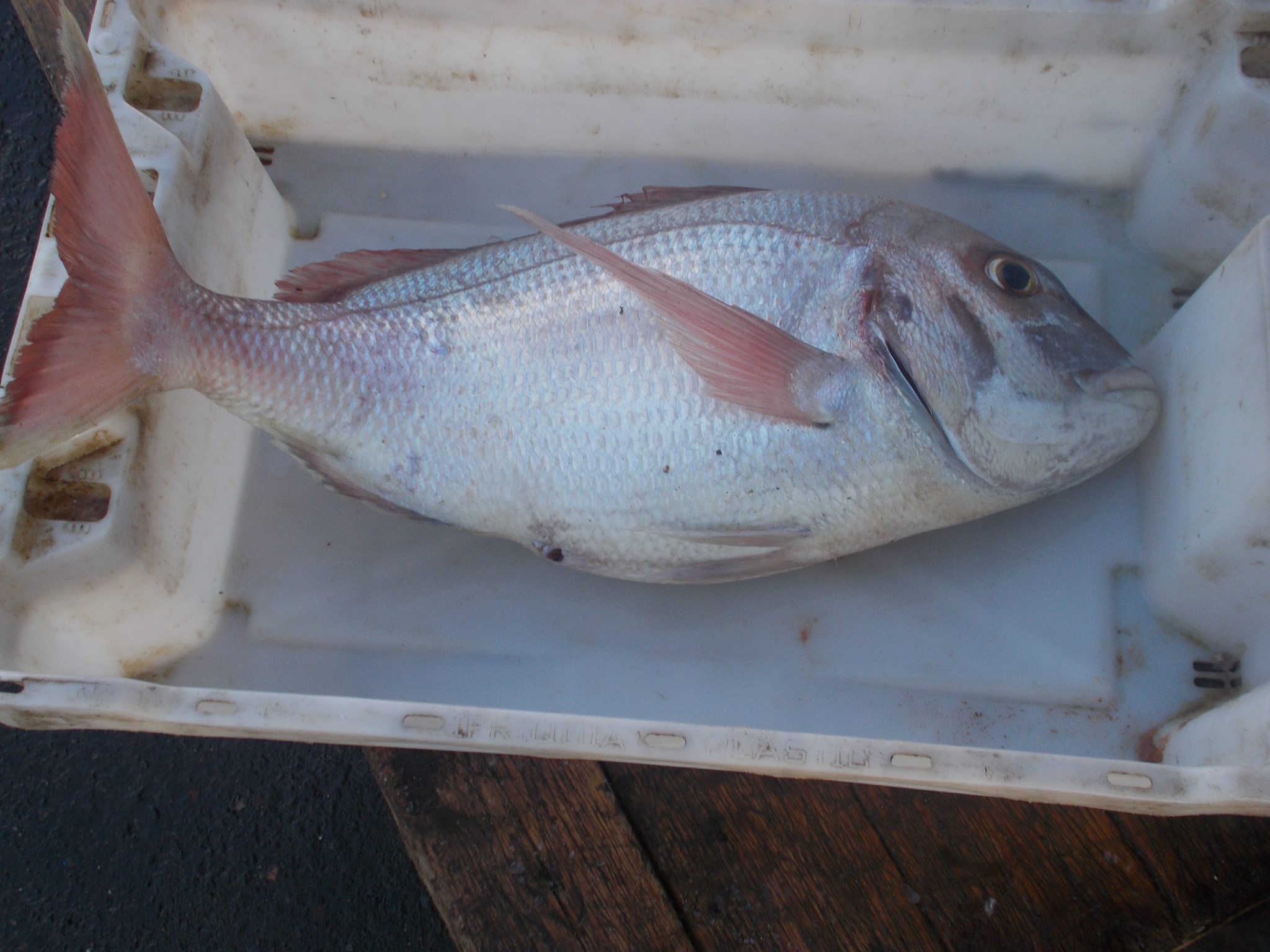 Poisson safi