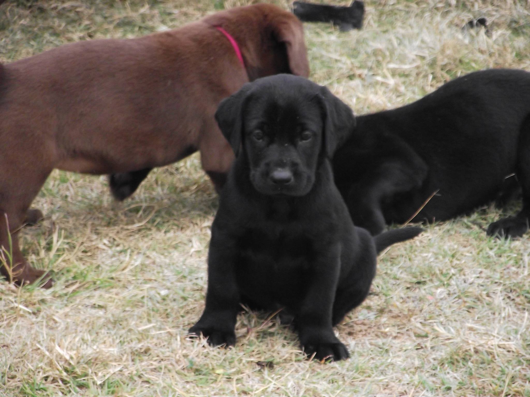 4P Labradors - 4P Labradors added a new photo.