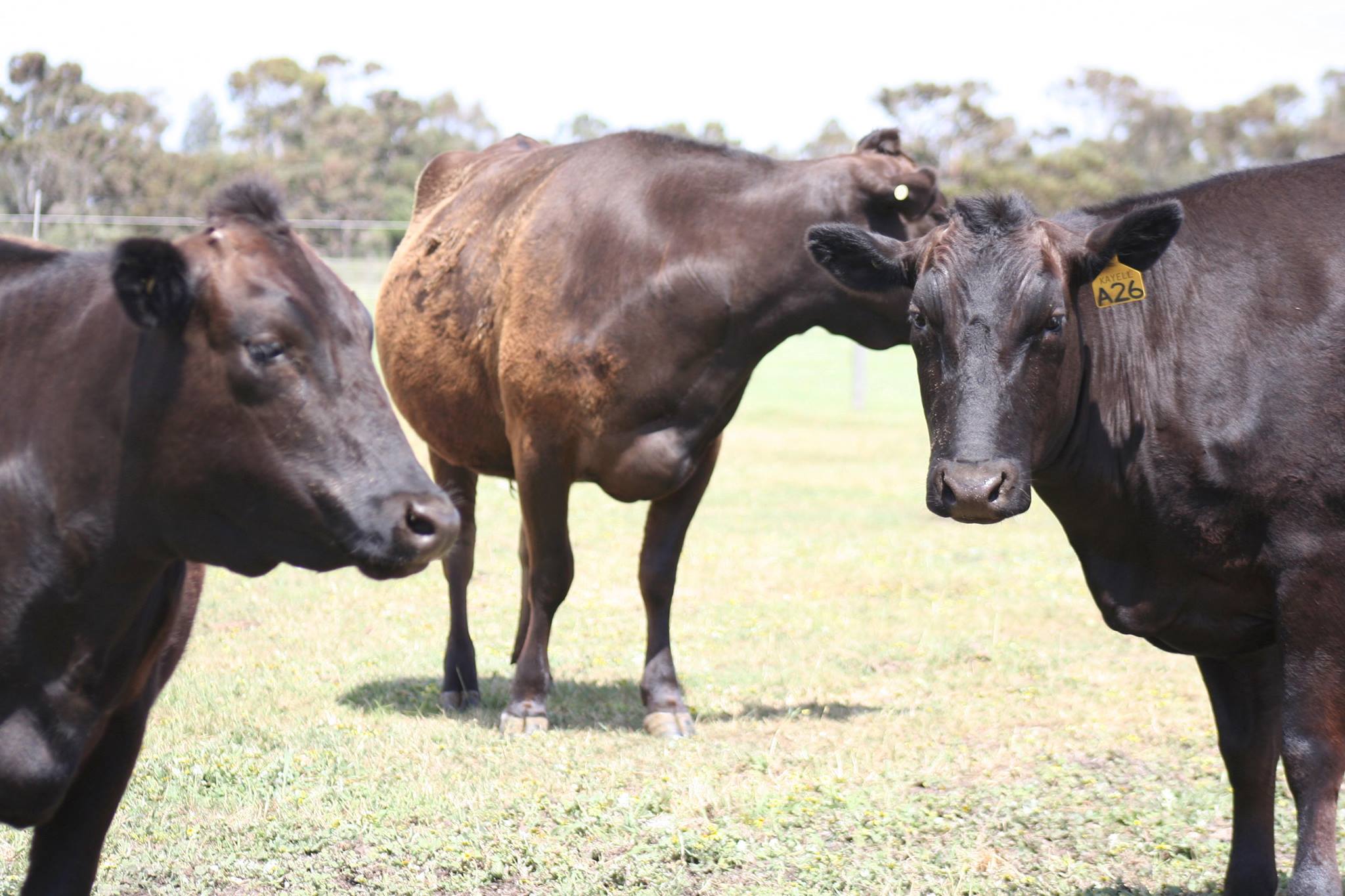 Wagyu Breeders Group | Wagyu Embryos and Semen Sellout | Facebook