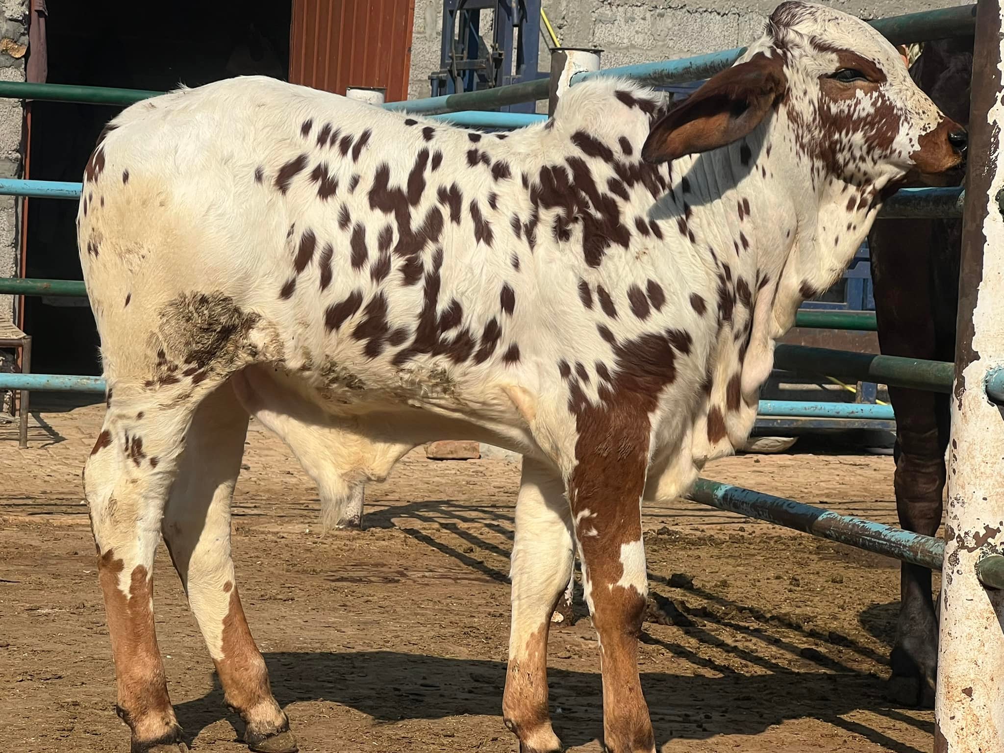 Chattha Cattle Farm - Rawalpindi | Rawalpindi