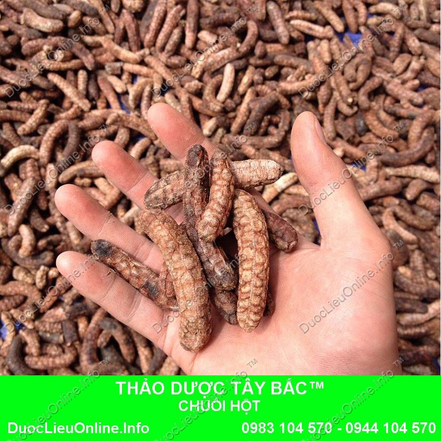 Chuối Hột Bán Ở Đâu added a new photo. - Chuối Hột Bán Ở Đâu