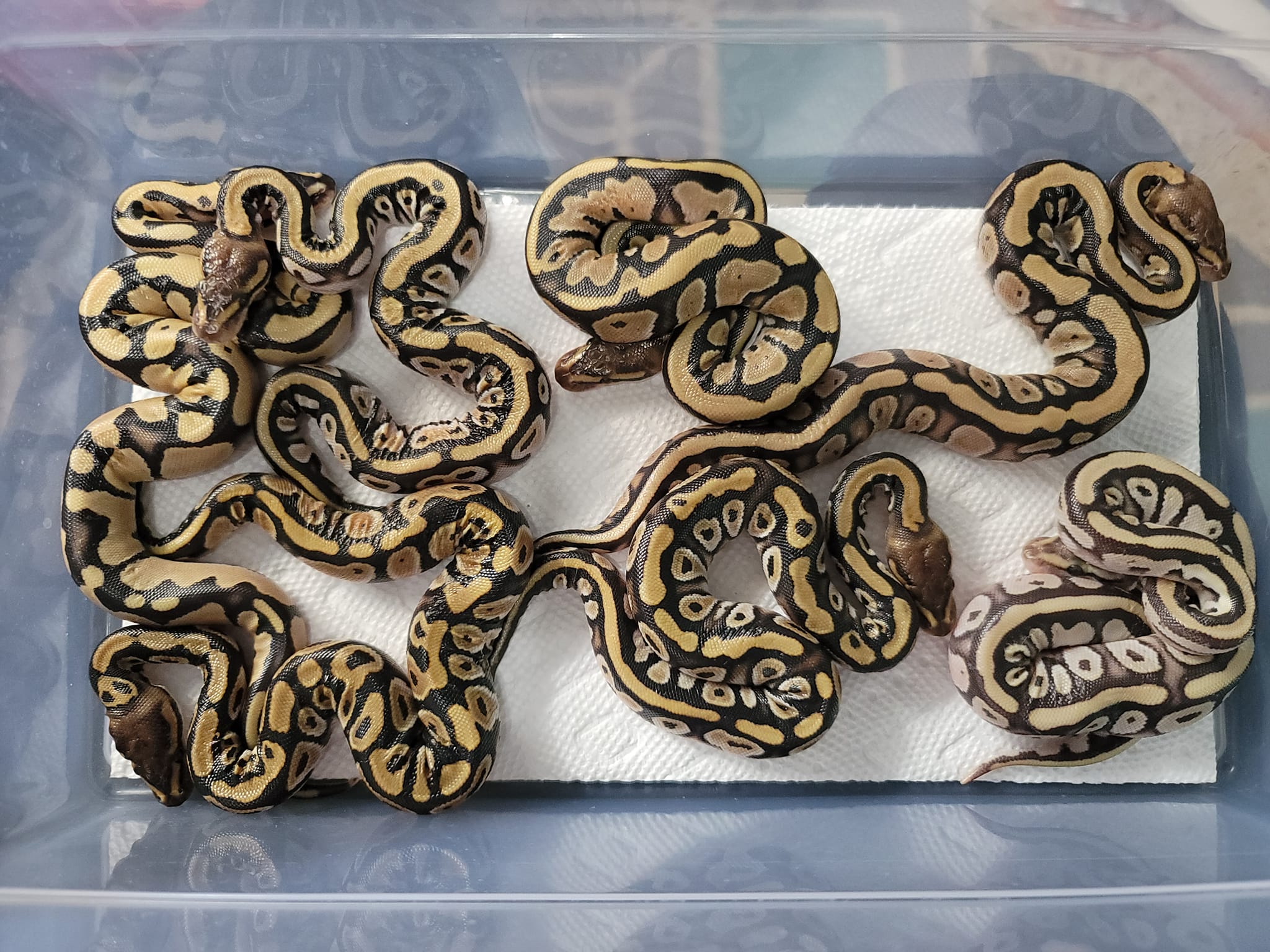 Postal Pythons | Daytona Beach FL