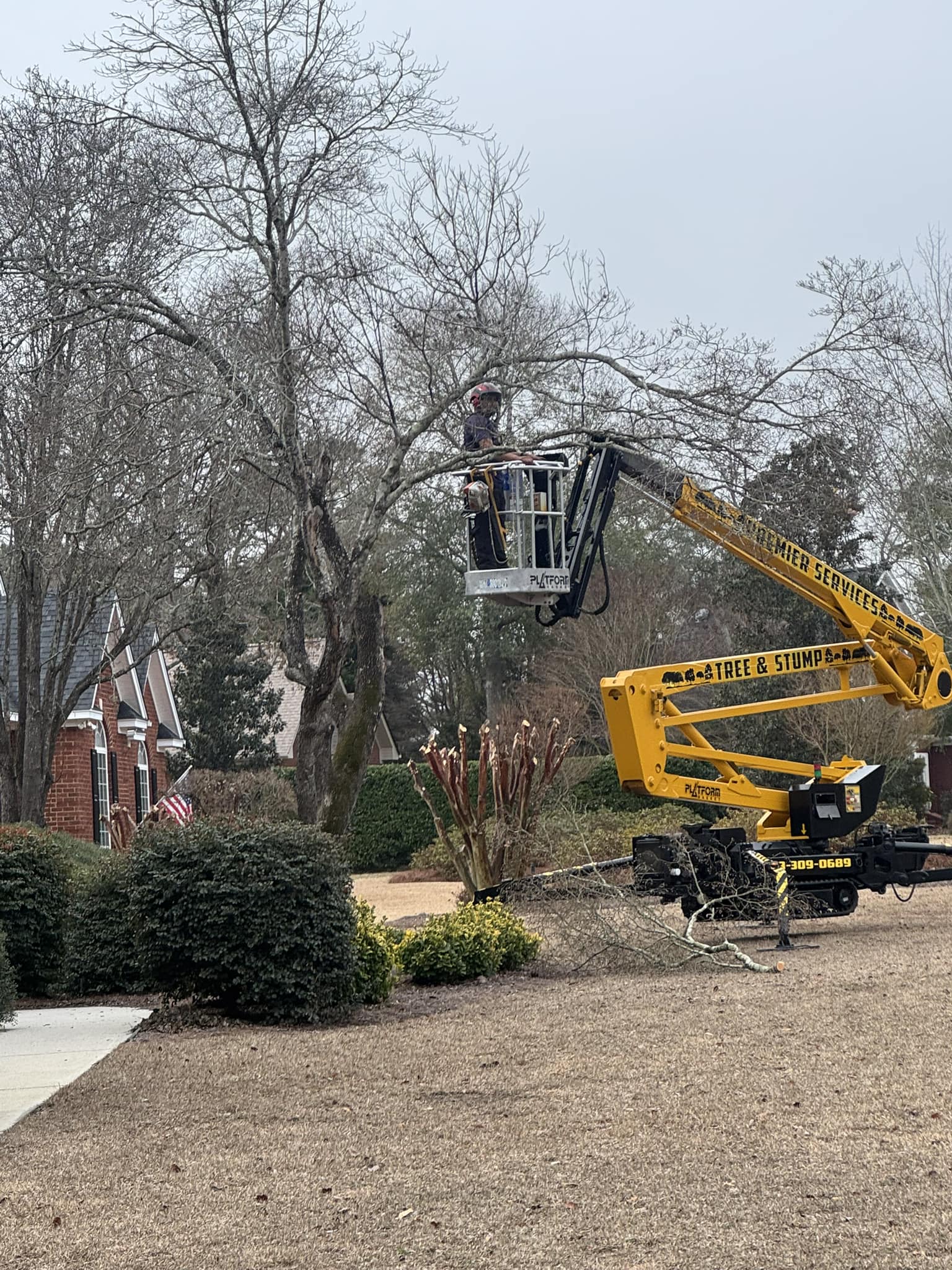 Premier Services LLC Tree & Stump Removal | Darlington SC