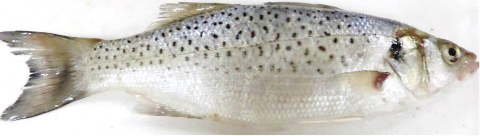 Caaf-Fish and Seafood Distribution | Calgary AB