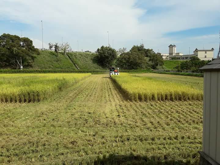 風禾日栗一畝田