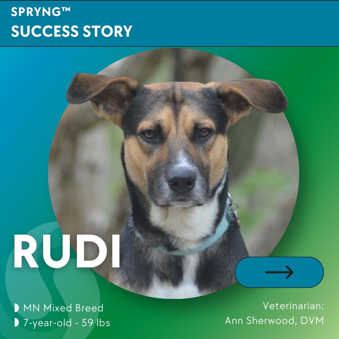 Meet Rudi,... - PetVivo Animal Health: Regenerative Therapies | Facebook