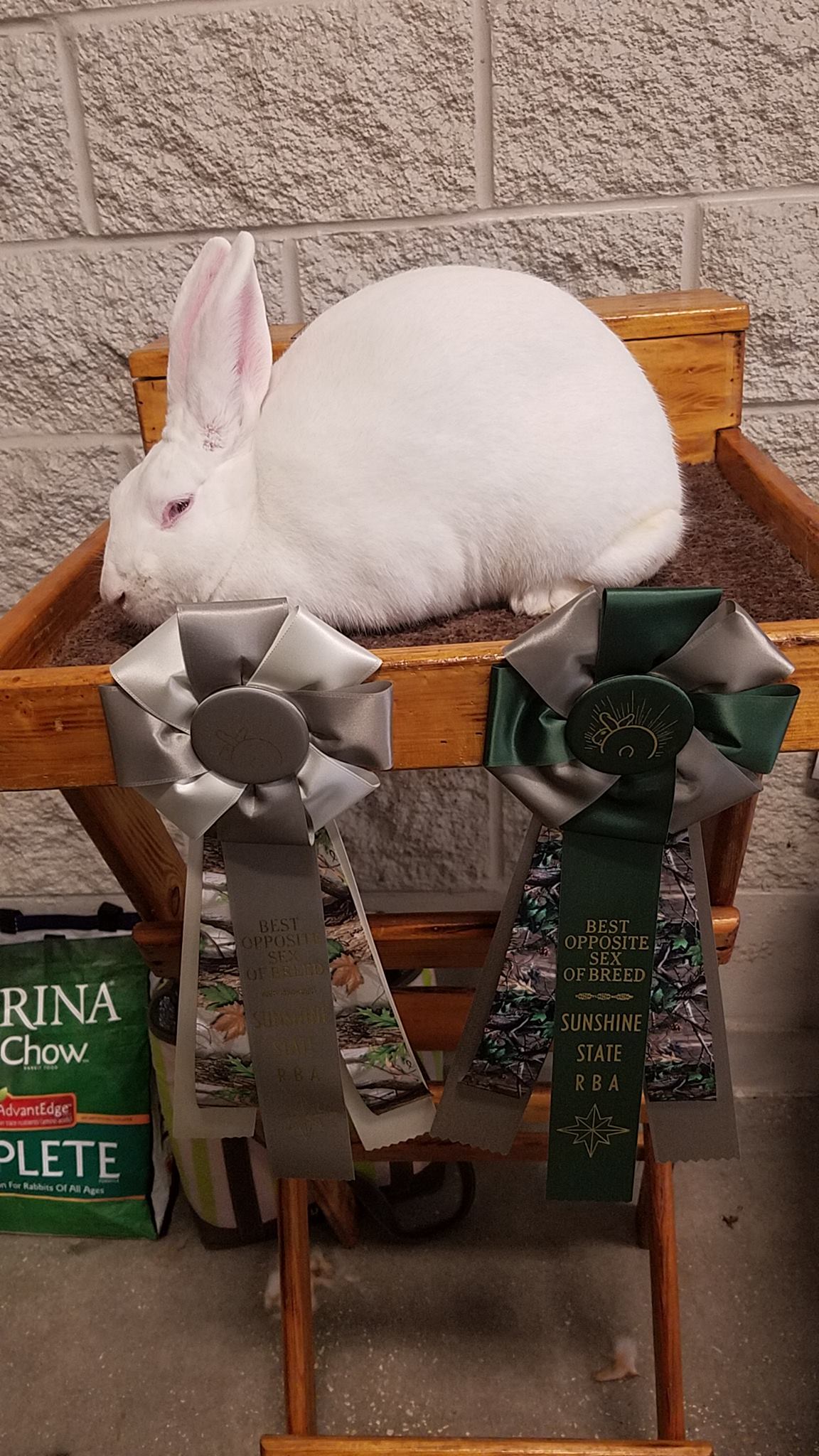 JF Rabbits - Quality New Zealands | Tampa FL