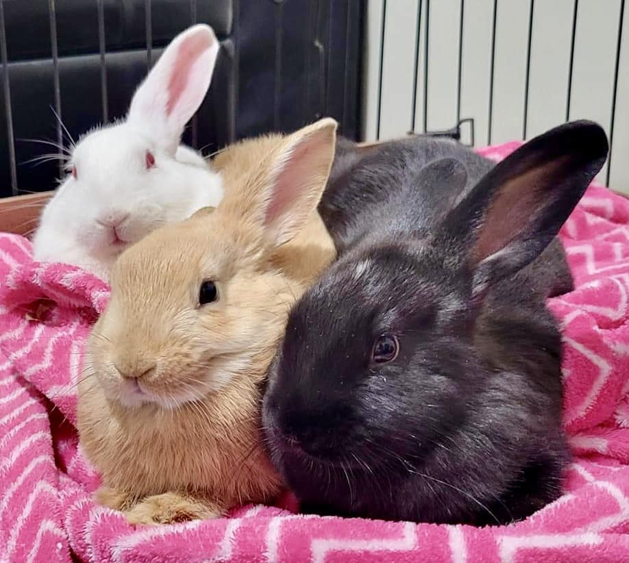 “All in favor of... - Friends of Anne Arundel County Animals | Facebook
