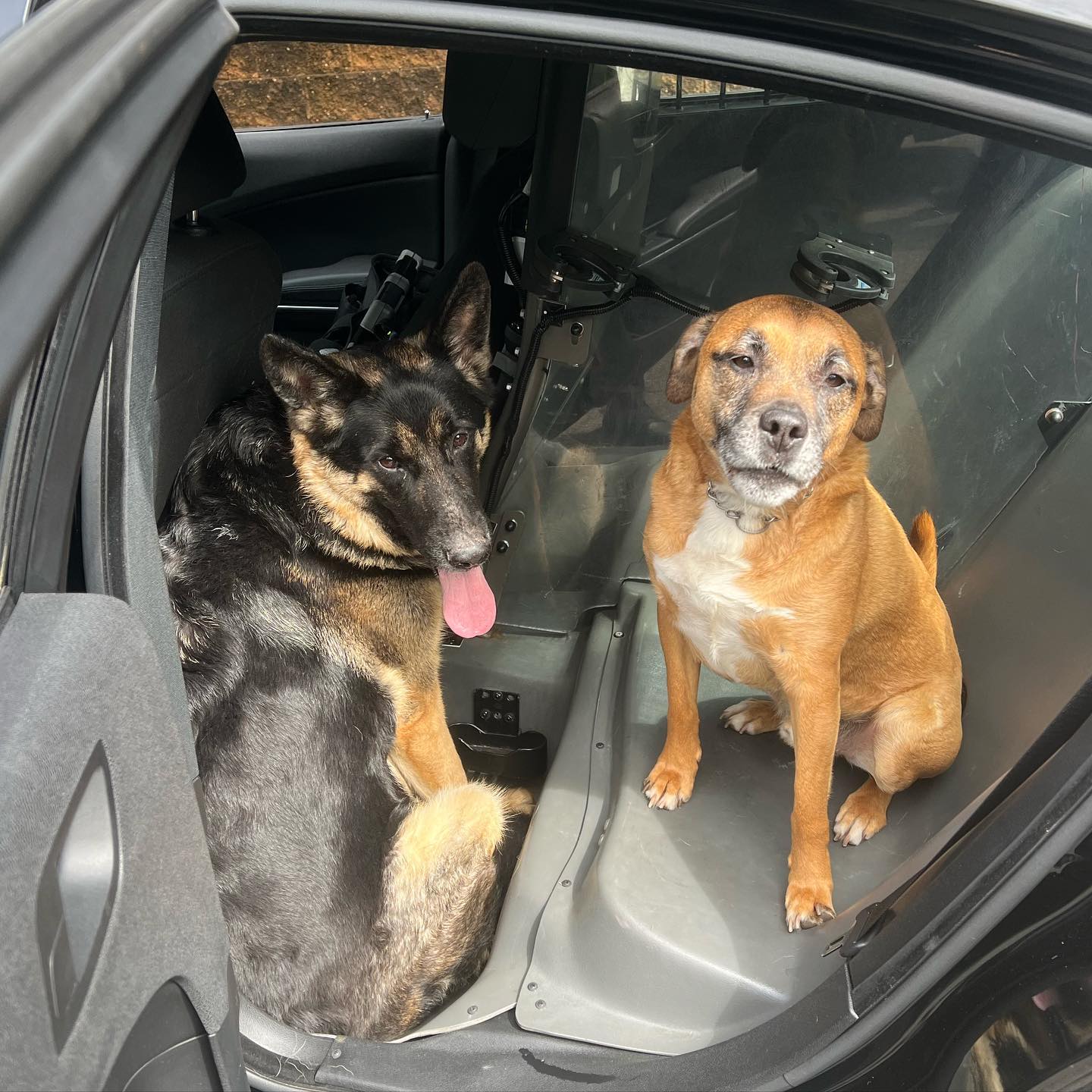 River Vale Police Department - 2 lost dogs located near Barr Court and ...