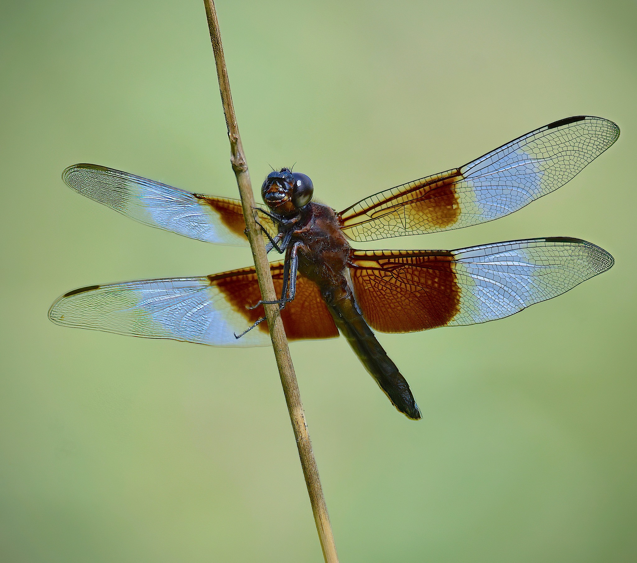 Dragonfly species found in Clinton County, Iowa