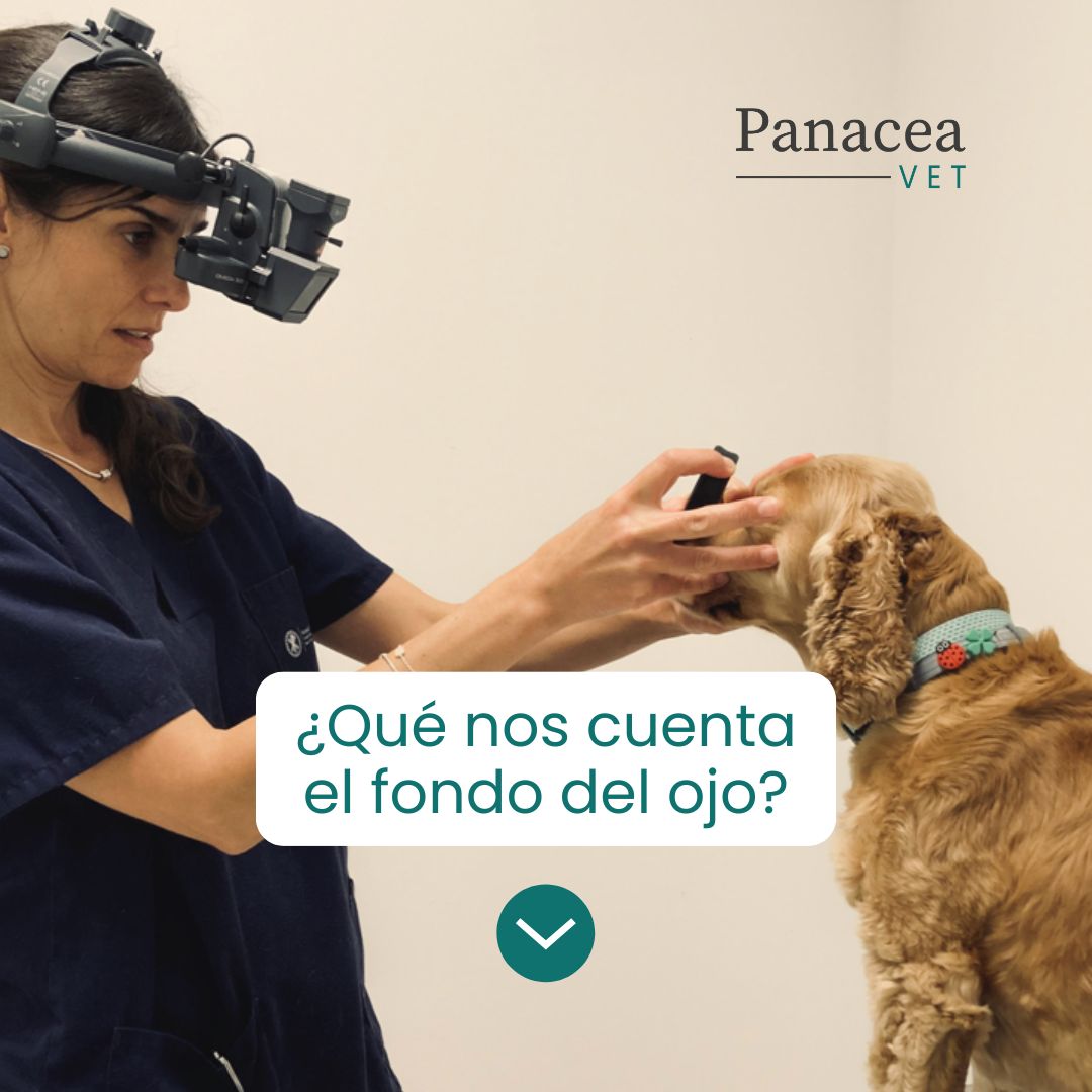 Panacea - 👁️ ¿Qué nos cuenta el fondo del ojo? El examen con ...