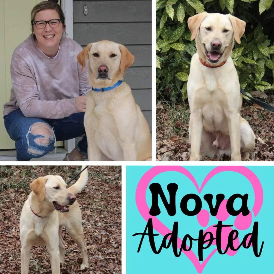 Nova was adopted! Happy... - Lab Rescue of Greater Richmond