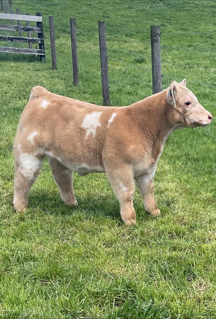 RVC Farms | Cedarville OH