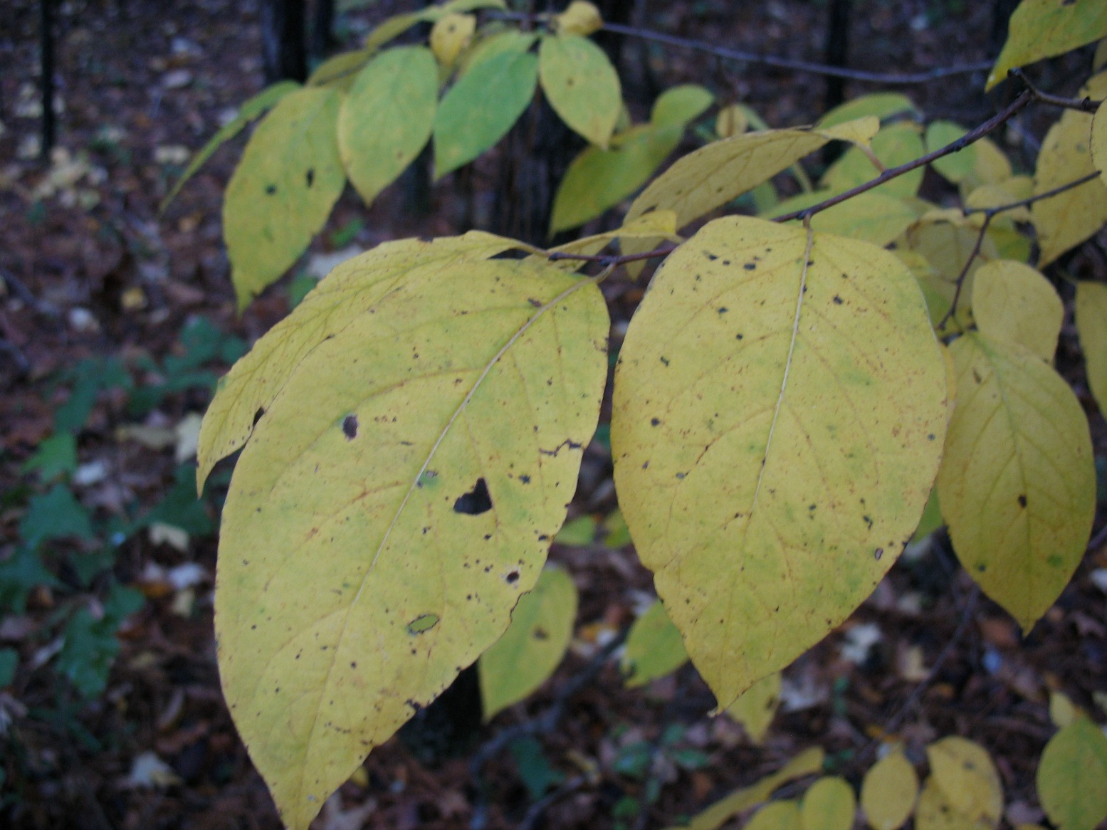 Georgia Native Plant Society - Fall is when you can find all the small ...