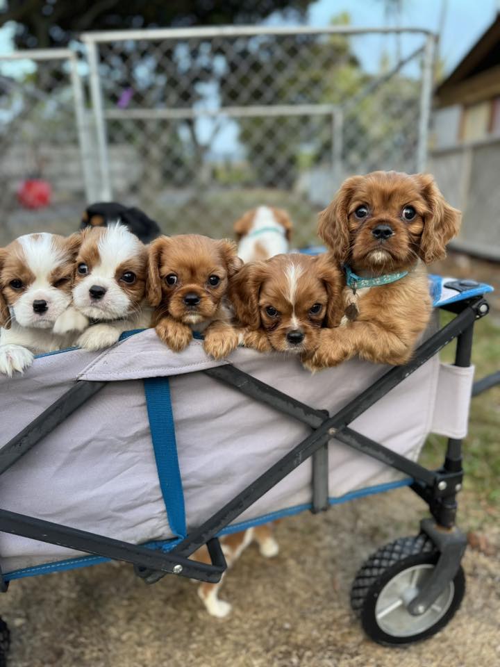 Cavalier King Charles Spaniels New Zealand | Part of an outstanding ...