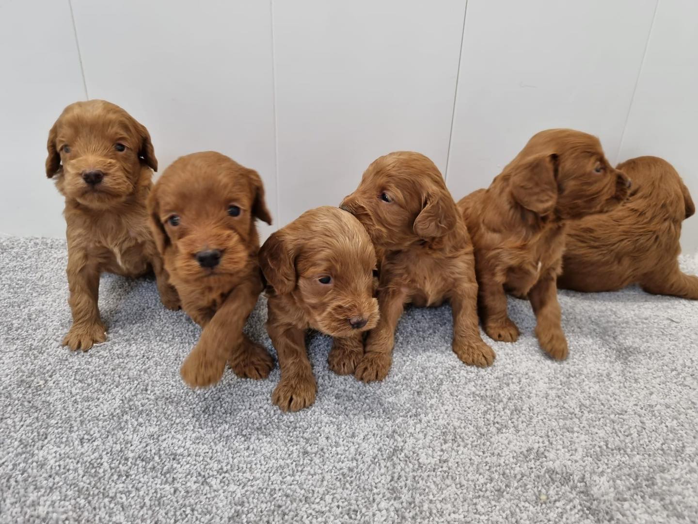 Blue - Look at Skye’s puppies now!! Getting so big, and nearing their ...