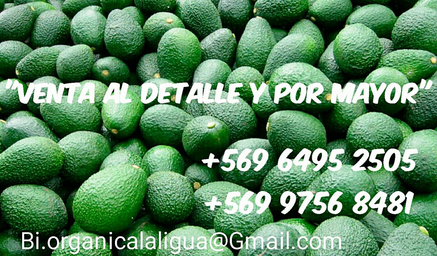 Paltas Quillota La Palma - Volvemos en la mejor temporada y la más ...