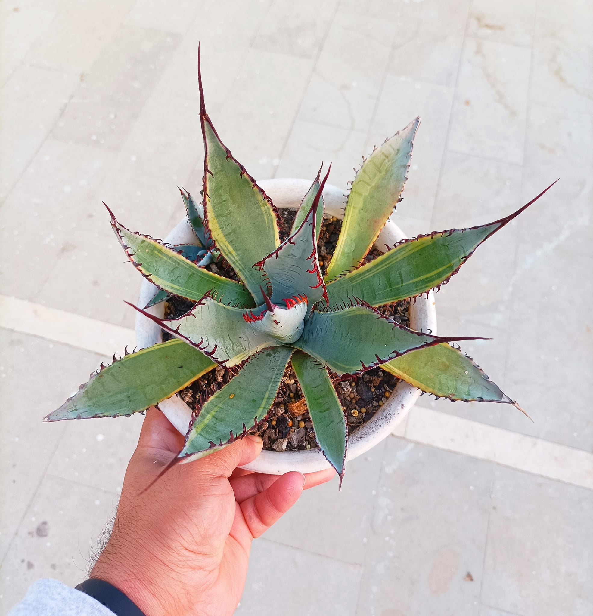 Agave Palmeri 