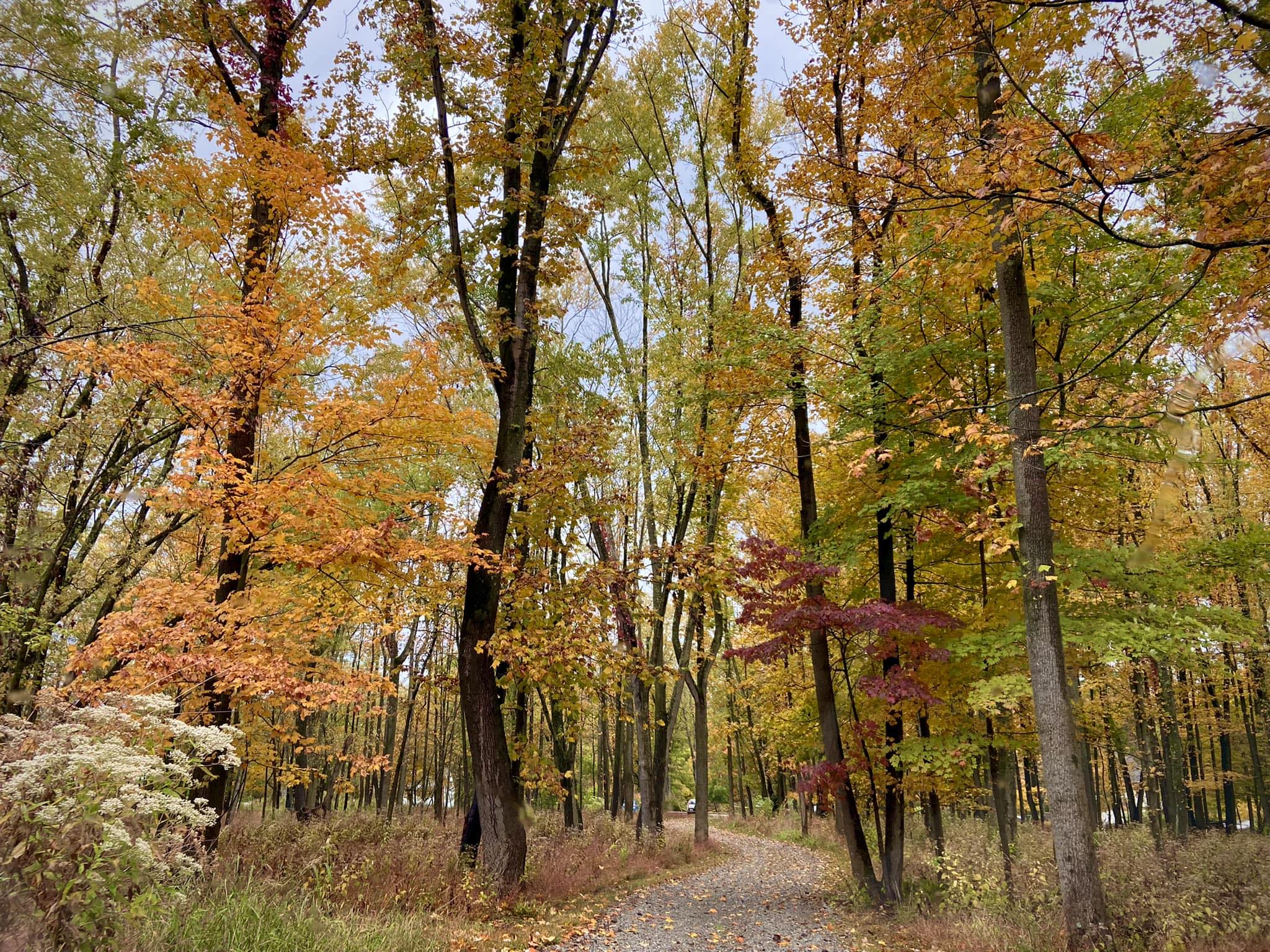 Penn Forest Natural Burial Park