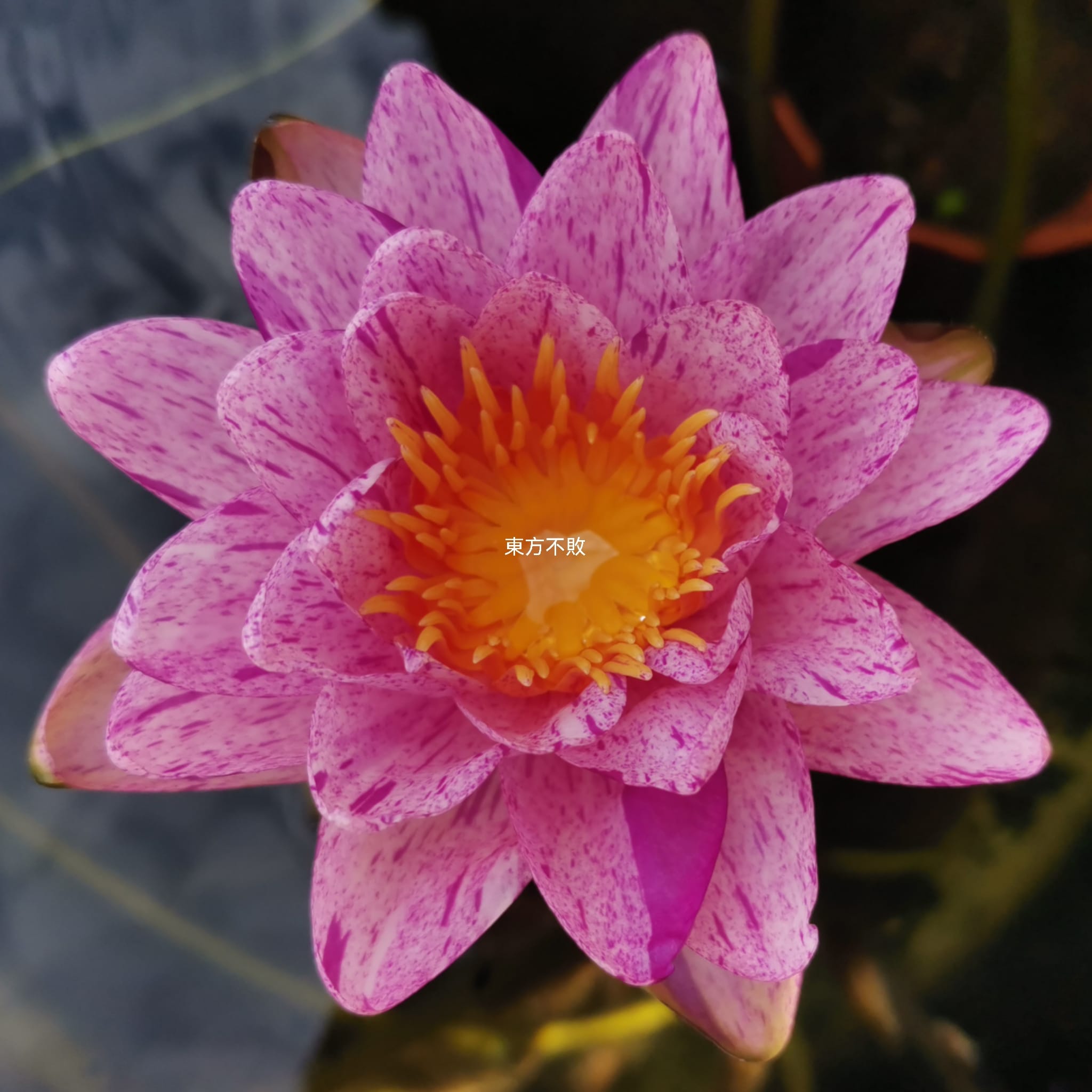 睡蓮 (Water Lily) Nymphaea L.