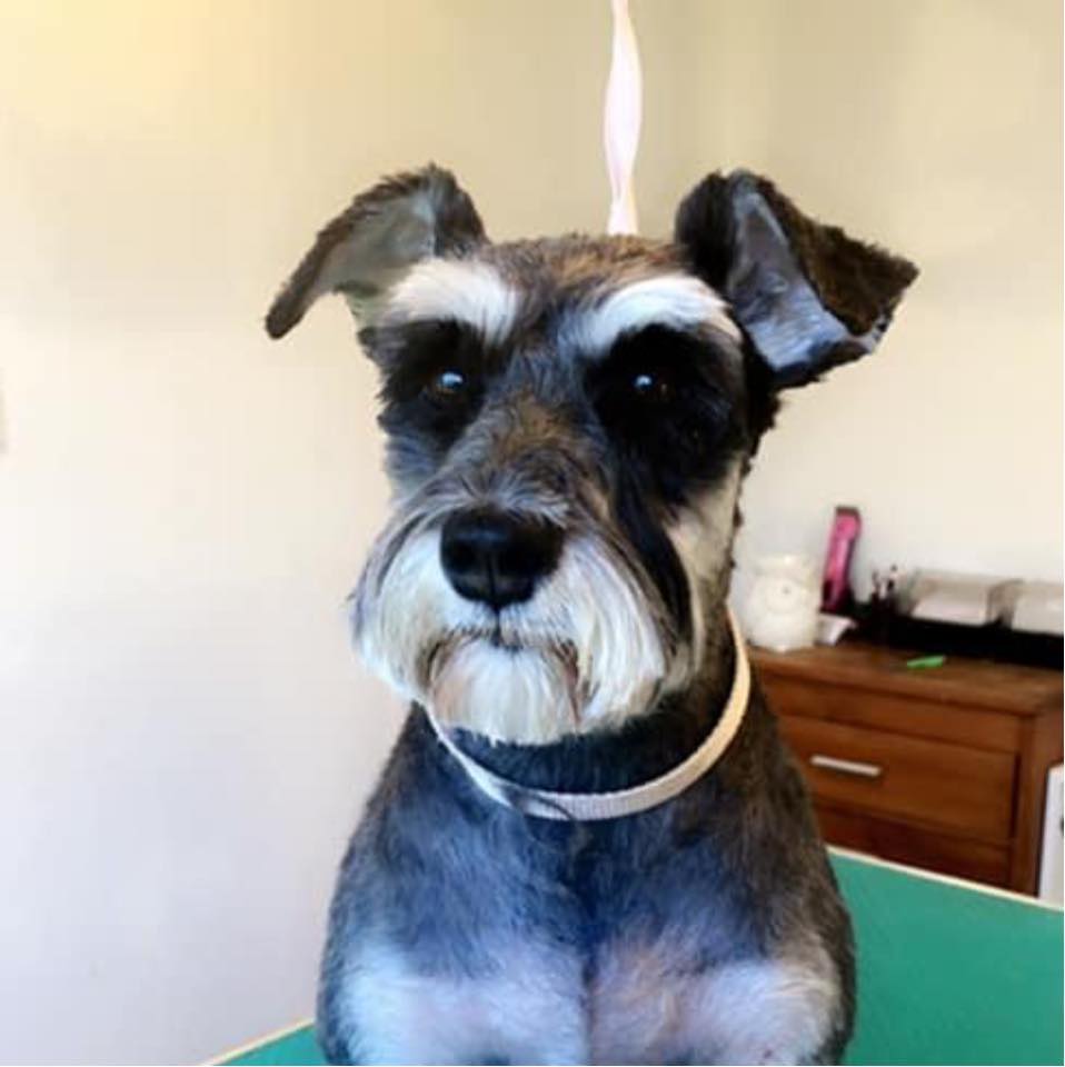 Pampered Pooch dog grooming Westport